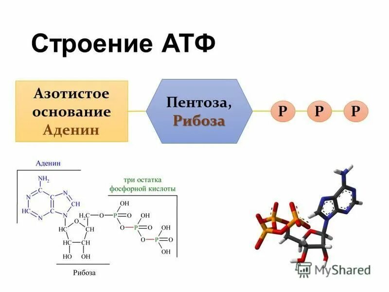 Остаток кислоты атф