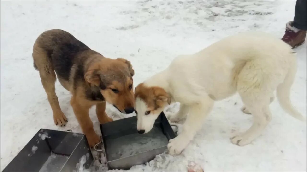 Контакт добрые руки. Собака в добрые руки Волгоград.