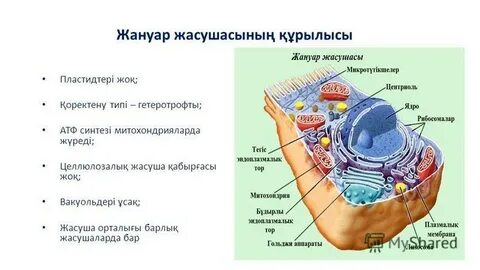 Жалпы жыныстық құпиялар