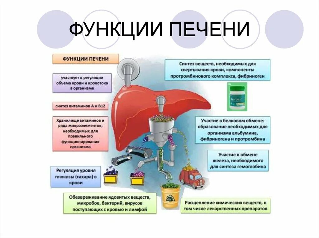 Каковы основные функции печени?. Функции печени человека 8 класс биология. Функции печени таблица. 1. Основные функции печени.