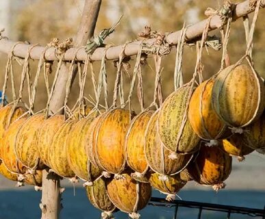 Хранение плодов бахчевых культур непосредственно на земле