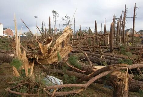 Сила ветра которая валит деревья разрушает строения