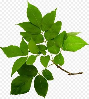 Branch plant