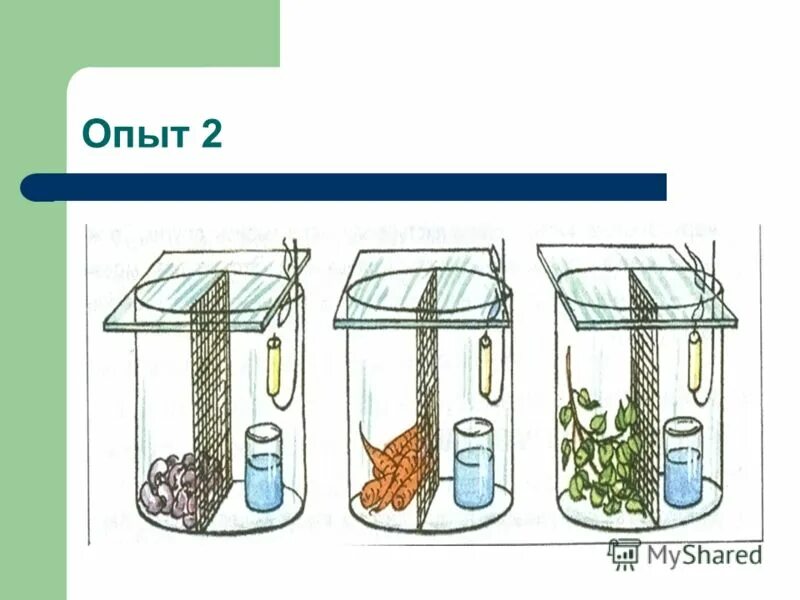 Дыхание корня урок 6 класс. Опыт доказывающий дыхание органов растения. Опыт по биологии 6 класс дыхание растений. Опыт доказывающий дыхание растений 6 класс. Дыхание растений эксперимент.