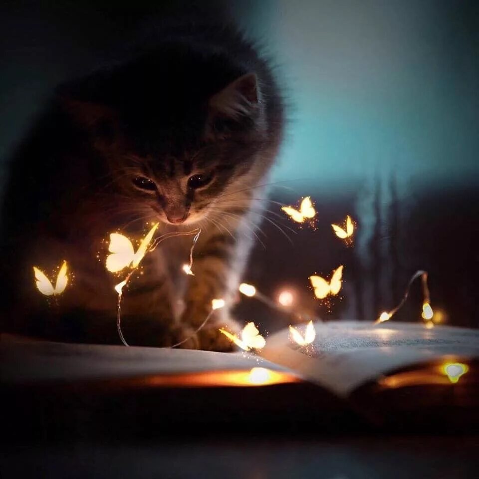 Котенок котэ в темноте