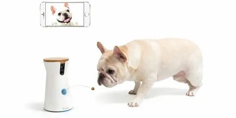Pets tech