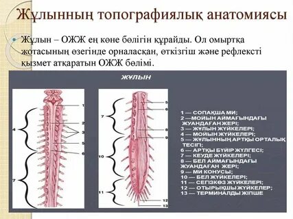Үлкен сиськи туралы порно видео