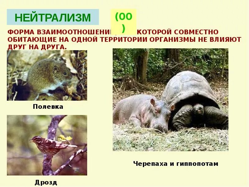 Нейтральные организмы. Нейтрализм примеры. биотические отношения нейтральные. нейтрализм это в биологии. нейтрализм в природе.