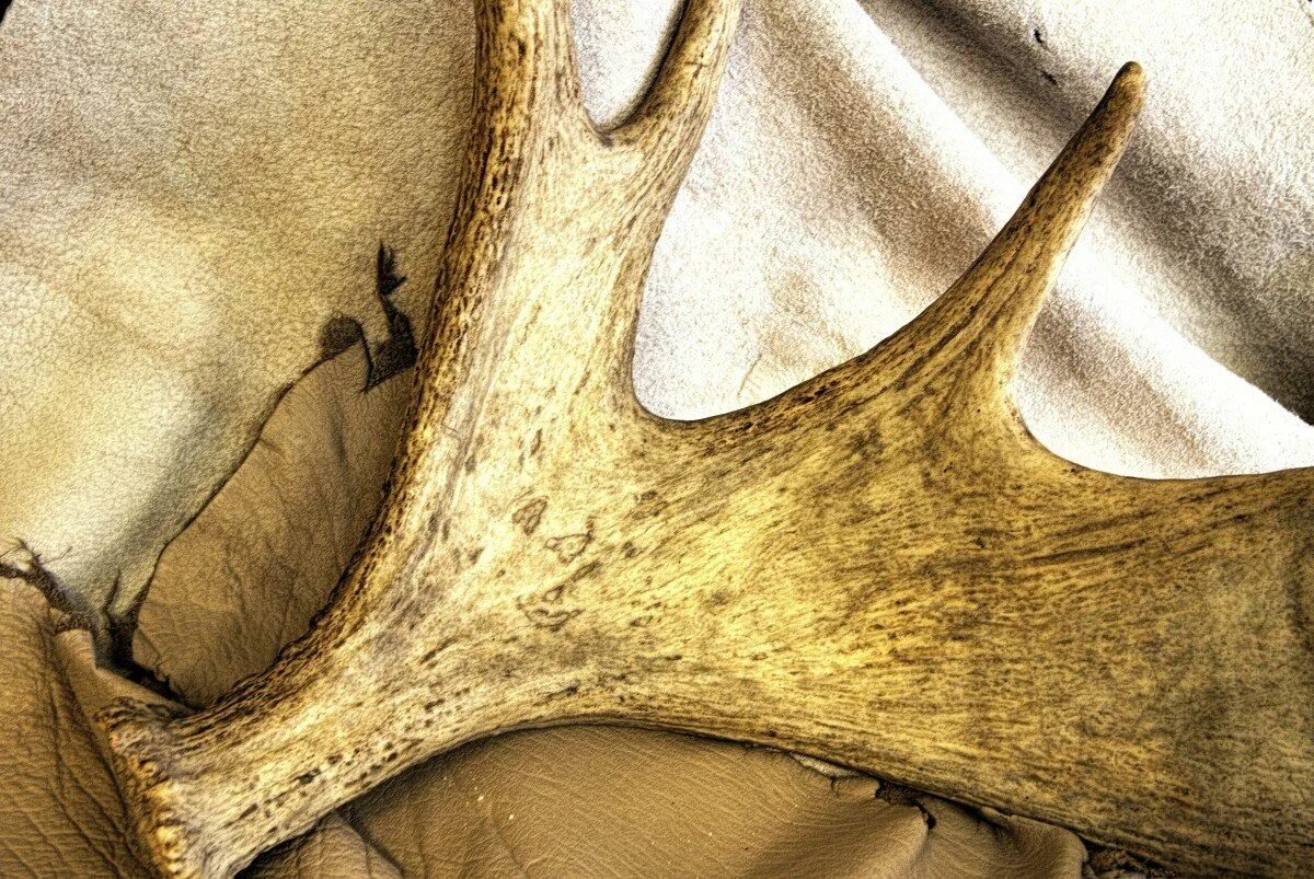 Рога лося. Фактура рога. Рога оленя. Фактура Рогов оленей. Обновление рог фон