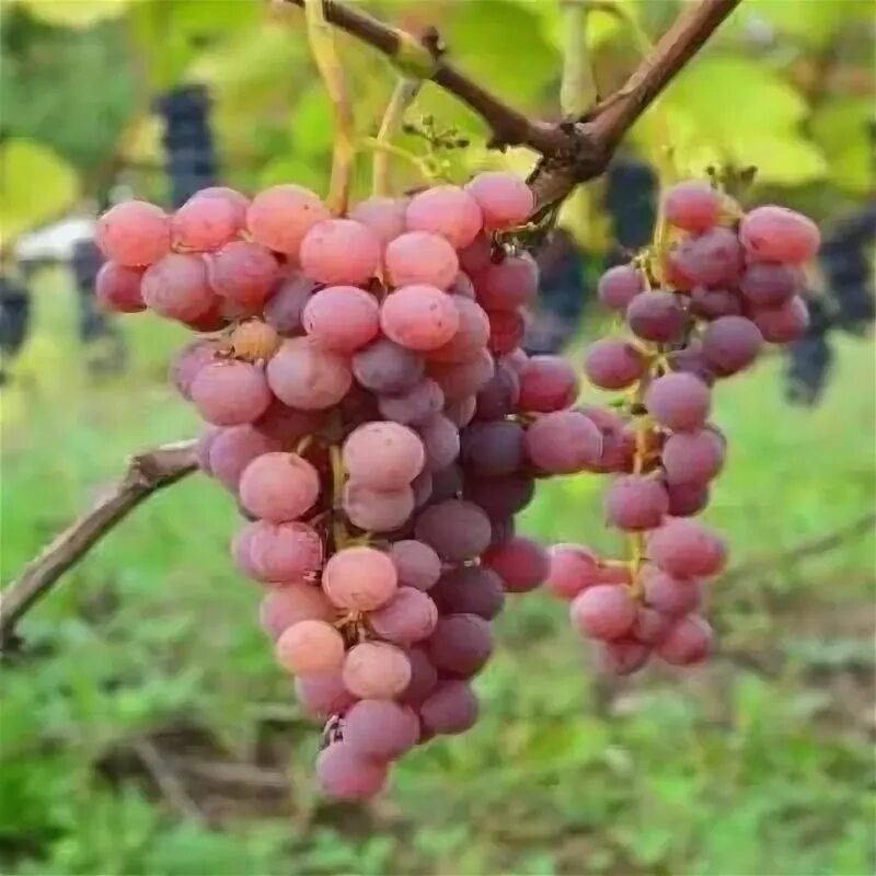 Aaaaa mazing GRAPES! panosundaki Pin Meyve, Üzüm, Sebzeler