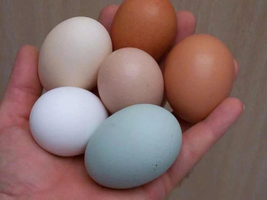 Куплю инкубационное яйцо кур породы. Цветные яйца куриные породы. Куры несут разноцветные яйца. Куриные яйца голубого цвета. Куры с пасхальными яйцами.