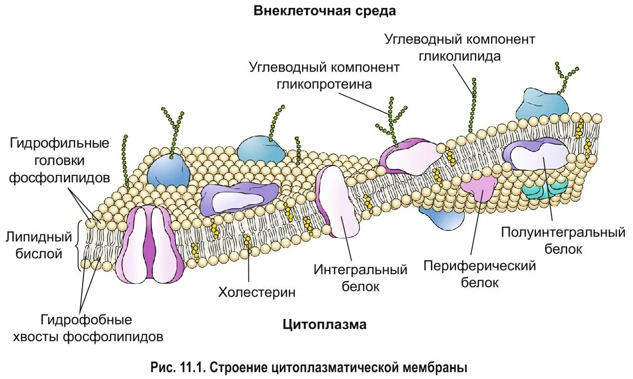 Клеточная мембрана плазмалемма. Плазматическая мембрана плазмалемма. Гликокаликс плазмалемма. Мембрана строение плазмолемма.