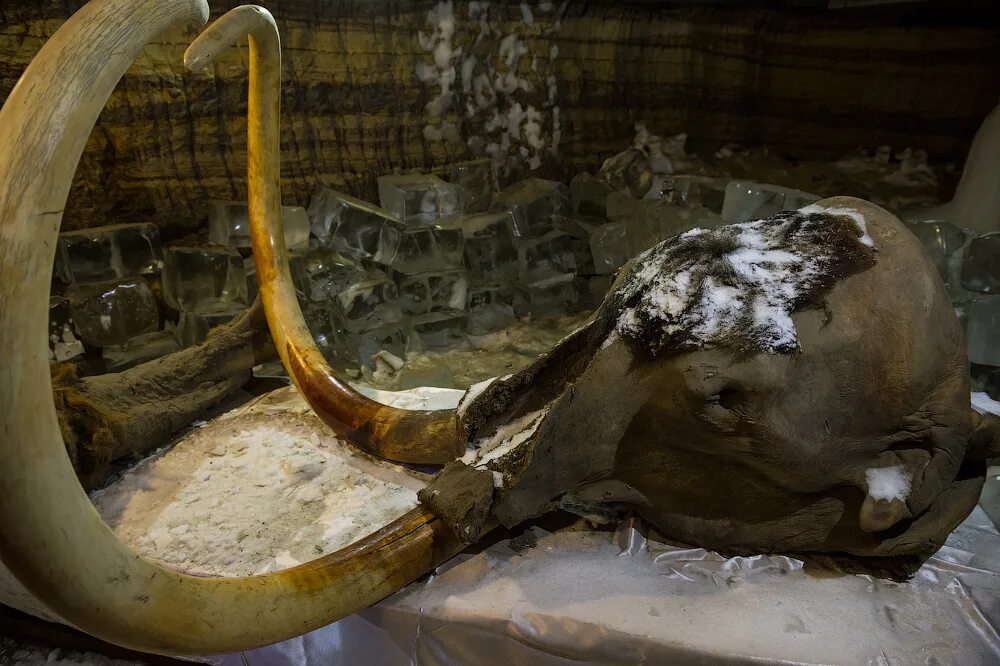 Кости мамонтов в пышминском музее. Шерстистый носорог мумия. Существовали ли мамонты. Находки мамонтов в вечной мерзлоте. Шерстистый мамонт в сибири.