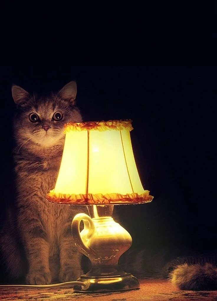 Настало время видео. Лампа кот. Котик с лампой. Время офигительных историй. Кот время офигительных историй.