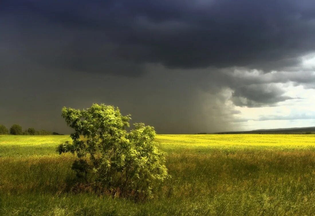 Свежо после грозы. Лето гроза. Природа перед грозой. Поле после дождя. Перед грозой.