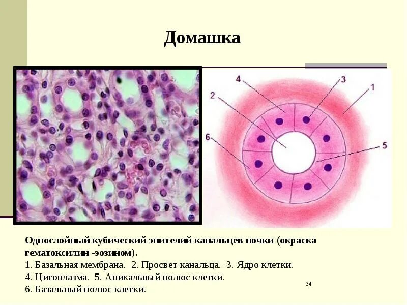 Клетки с несколько увеличенными ядрами