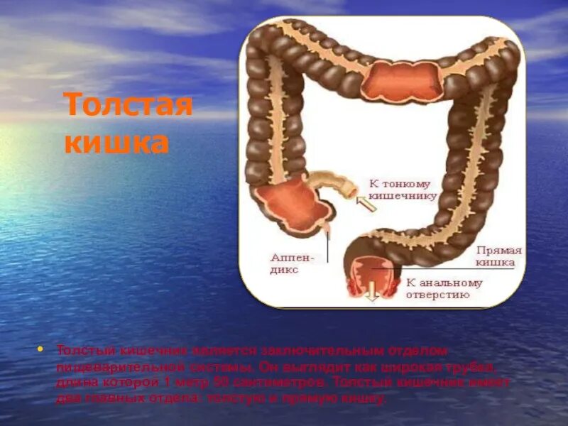 Какой сок в толстом кишечнике. Толстый кишечник отделы. Толстый кишечник презентация. К толстой кишке относятся.