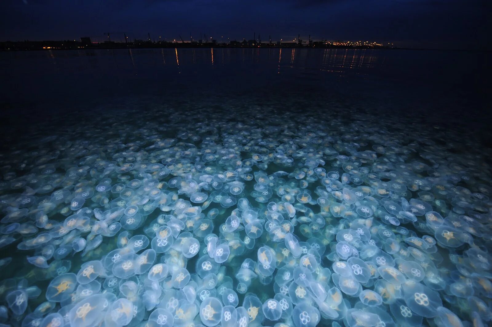Остров Ваадху. Водоросль ночесветка черное море. Светящиеся медузы в черном море. Планктон в океане. Фитопланктон б