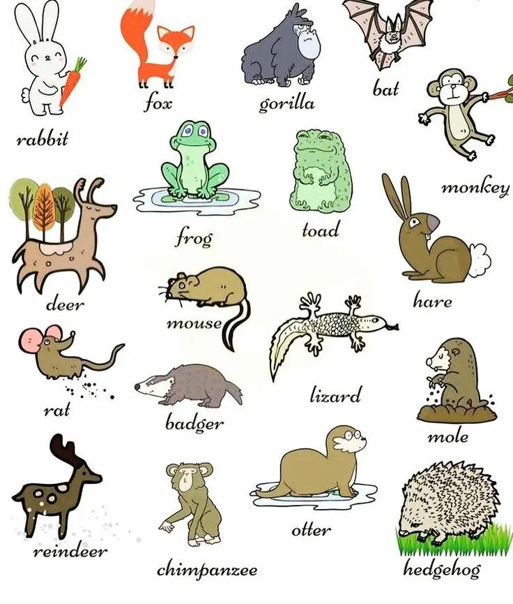 Animals translate