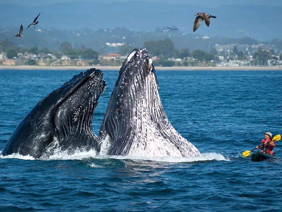 Кит Горбач. Самка горбатого кита. Гигантский кит. Самый большой кит.