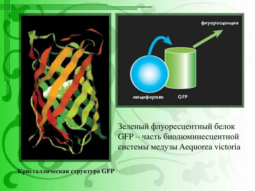 Gfp белок строение. Рисование микроорганизмами. Трансформация бактерий извлечение гена флуоресцентного белка. Флуоресцентный ген gfp. Флуоресцирующий белок.
