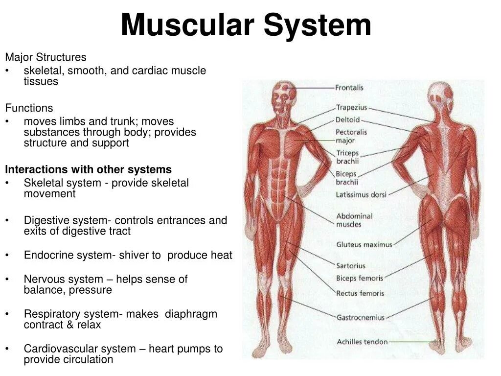 Мышечная система диафрагма. Мышечная система женщины. Muscle structure. Сердечно мышечная система.