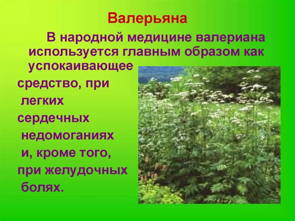 Лекарственные растения Нижегородской области. Лекарственные растенияижегородской обл. Лекарственные растения в природе. Лечебные растения Нижегородской области.