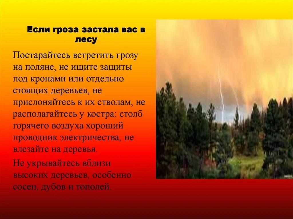 Если гроза застала вас в лесу. Если гроза застала в лесу. Если гроза застала вас в лесу ОБЖ 8 класс. Правила поведения если гроза застала в лесу.