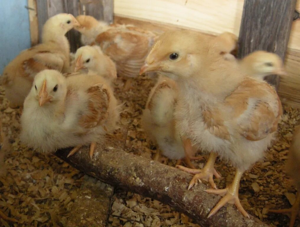 Цыплята яичных пород куплю. Цыплята несушки 3 недели. 2 Недельные цыплята. Двухнедельные цыплята несушки. 2 Недельные цыплята несушки.