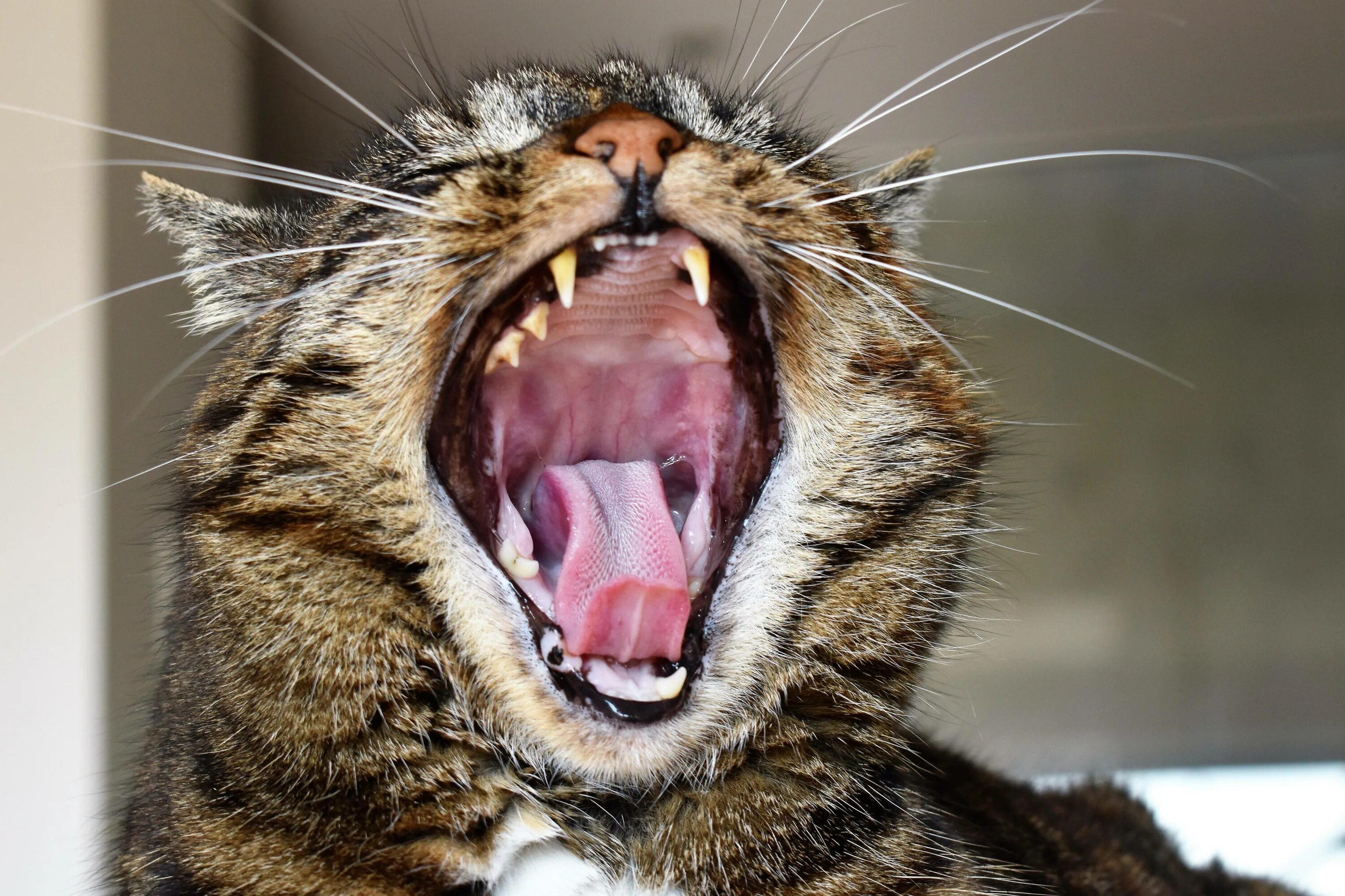 Кошка часто дышит ртом. Кот зевает. Орущий кот.
