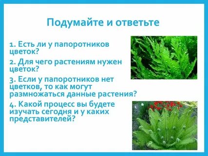 Для размножения мхов нужна вода