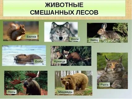 животные смешанных лесов россии: 2 тыс изображений найдено в Яндекс  Картинках