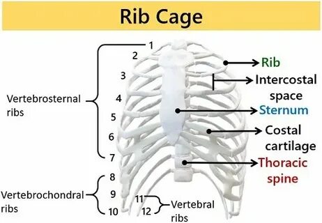 Ribs перевод на русский