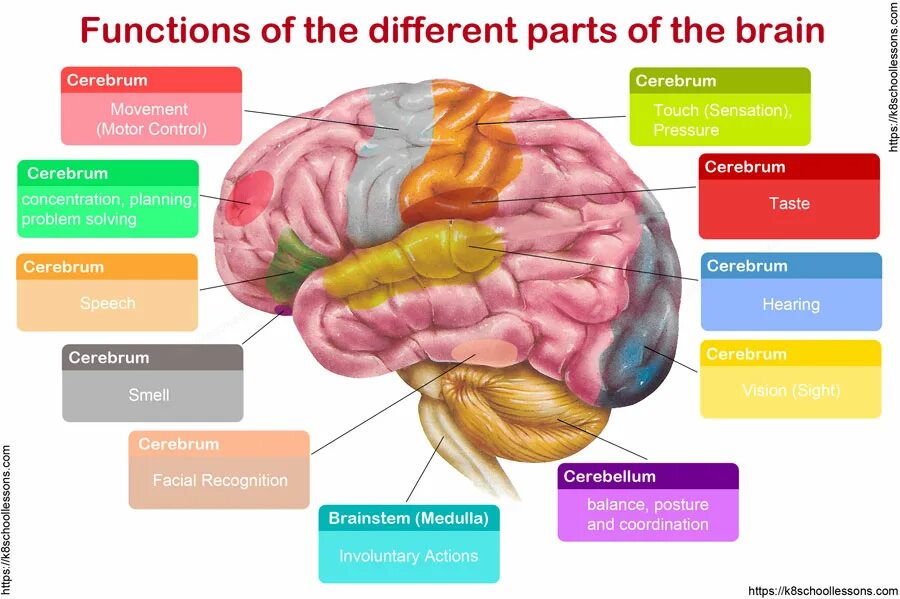 The 8 functions. Parts of Brain and their function. Brain functions. Human Brain Parts. Parts and structures of the Brain.