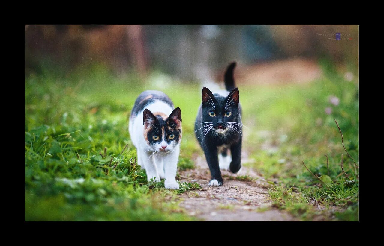 Два кота. Котики гуляют вместе. Котик гуляет. Два кота в лесу.