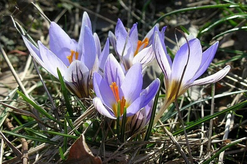 Crocus biflorus. Шафран двухцветковый. Крокус двухцветковый ( Crocus biflorus ). Крокус сорт Шафран.