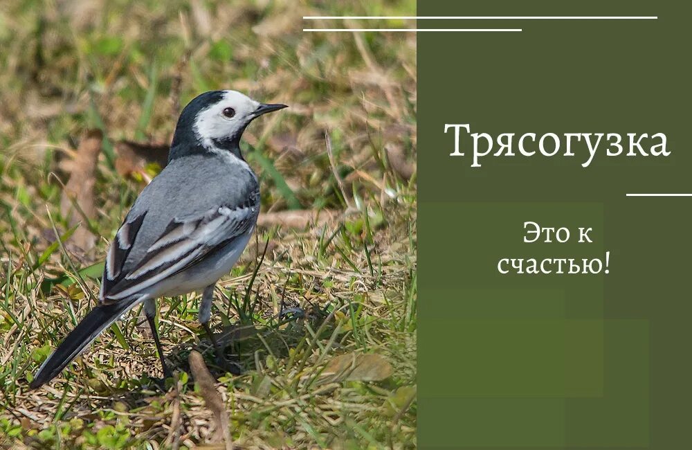 Трясогузки текст