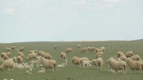 Барашка астрахань