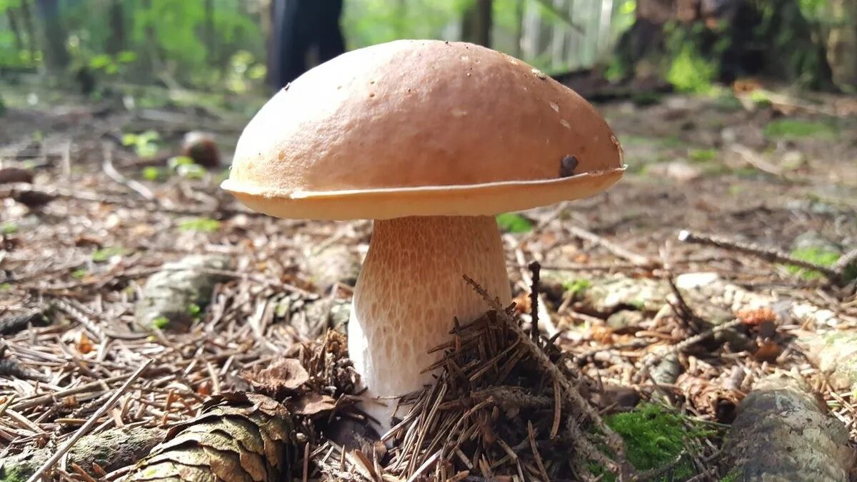Грибы это особая группа. Белый гриб. Большой белый гриб. Огромный белый гриб. Белый гриб фото.