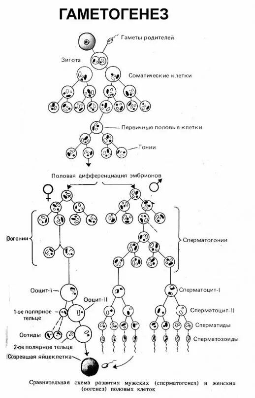 Гаметогенез (спермато- и овогенез).. Развитие половых клеток гаметогенез сперматогенез оогенез. Схема гаметогенеза таблица. Стадии гаметогенеза схема.