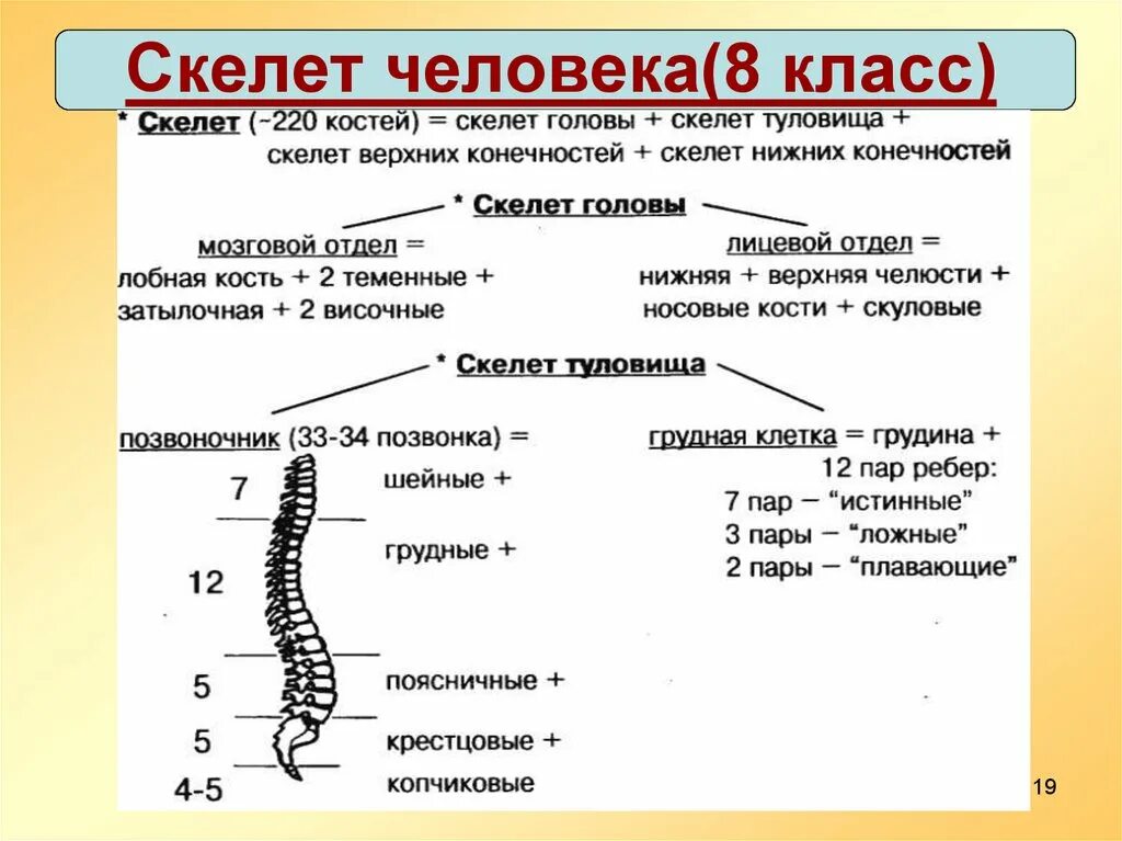 Скелет человека биология 8 кл. Скелет туловища 8 класс биология. Строение осевого скелета человека 8 класс. Строение скелета 8 класс биология.