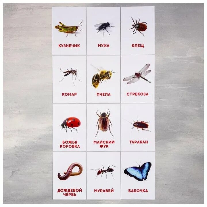 Названия насекомых для дошкольников. Название всех насекомых по алфавиту. Виды населмы. Названия насекомых животных. Насекомые.