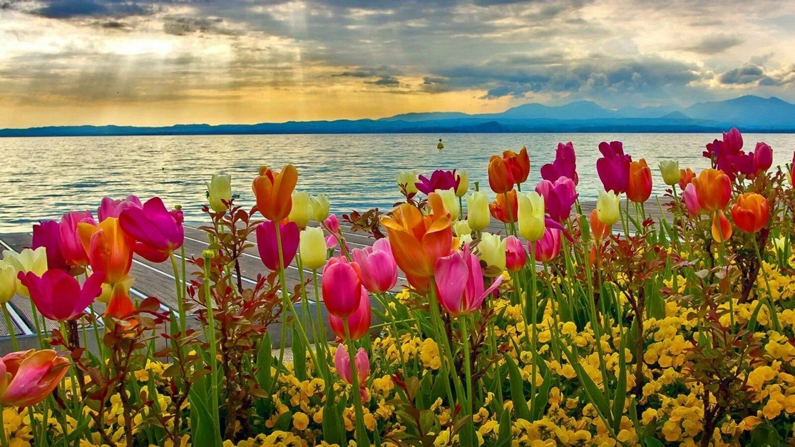 Тюльпановое море. Весенний пейзаж. Цветы и море. С днем рождения красивые природа