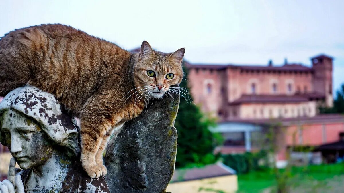 Движение первых кот. Кошки в Европе. Европейский кот. Кошки в Европе в средние века. Изображение кошки в Европе.
