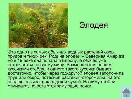 Элодея особенности внешнего строения