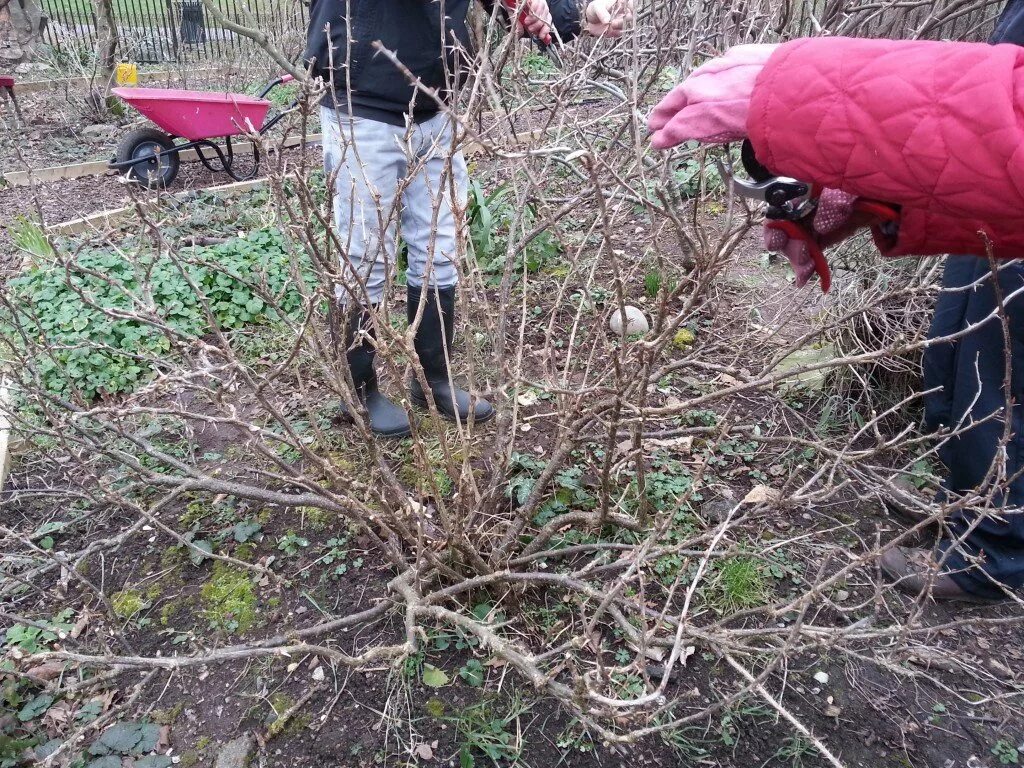 Обрезают ли крыжовник. Обрезанный куст крыжовника. Подрезание крыжовника осенью. Весенняя обрезка крыжовника весной. Осенняя обрезка смородины и крыжовника.