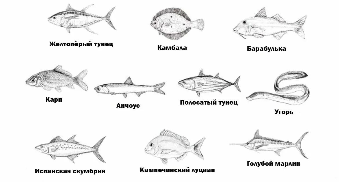 сколько варится рыба. сколько минут отваривать рыбу. рыба для варки. сколько времени варить рыбу. сколько варить рыбу.