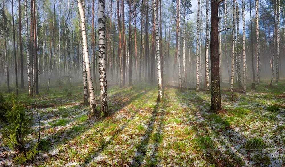 Я в весеннем лесу пил березовый сок текст. Мс пох. Песня весной в лесу очень хорошо. Весенний лес песня. Песня весной в лесу очень хорошо.