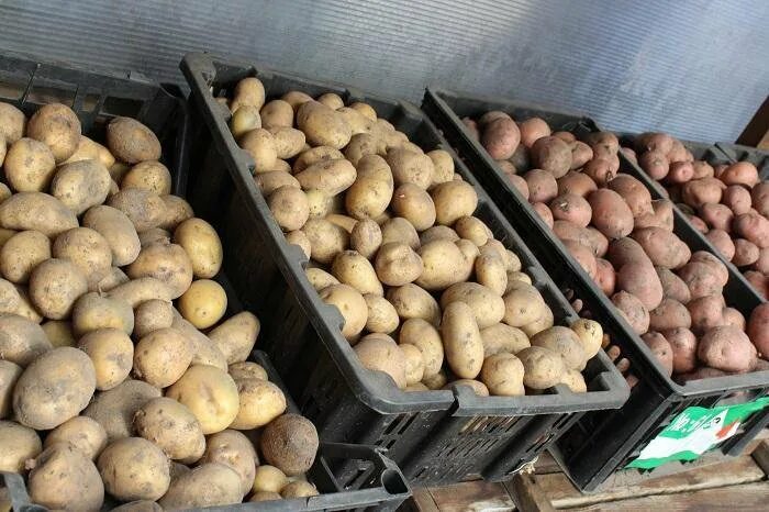 Где купить семенную. Картофель семенной Лисана. Сорт Гала картофель семена. Семенной картофель ВР-47. Семеноводство картофеля.