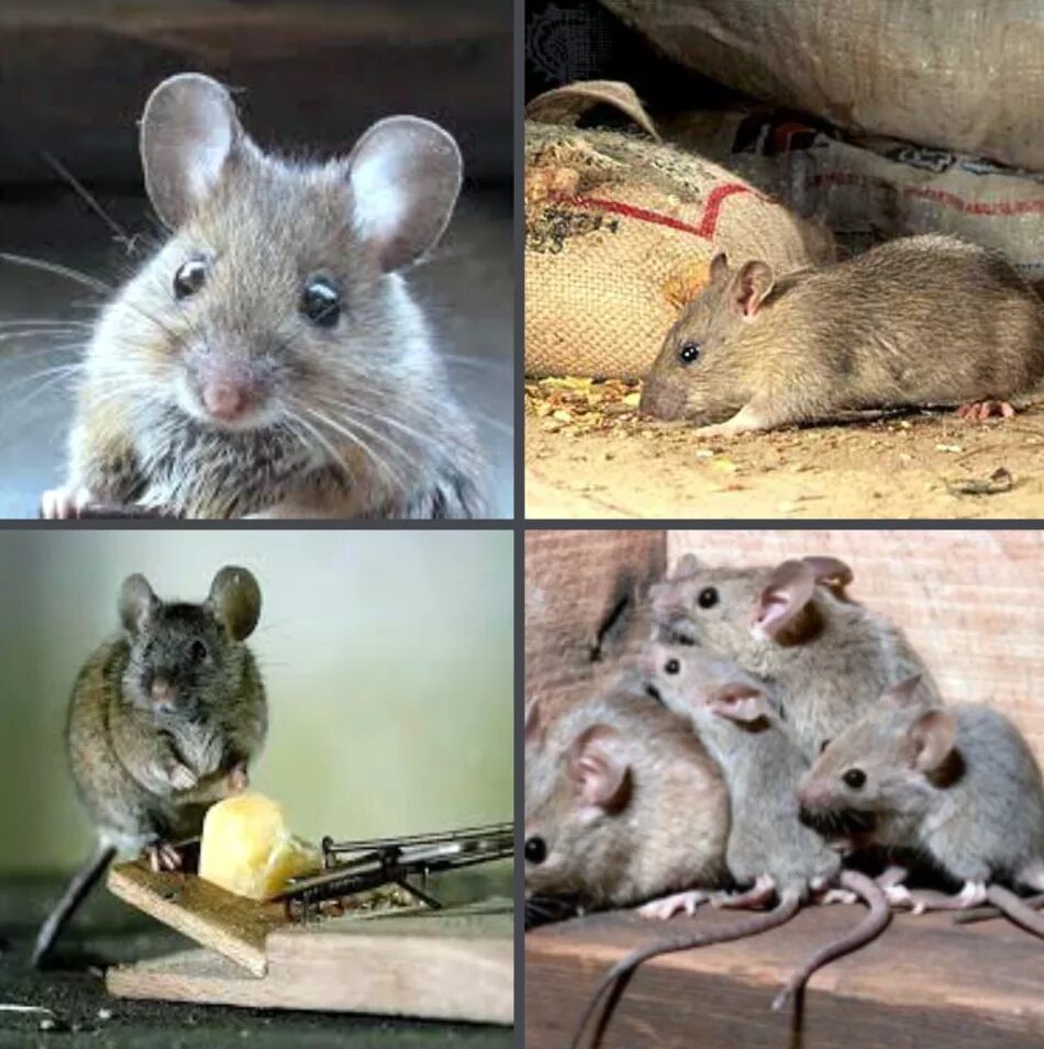 Мышь и крыса. Крысенок и мышонок. Маленькая крыса и мышь. От крыс и мышей. Как отличить мышь